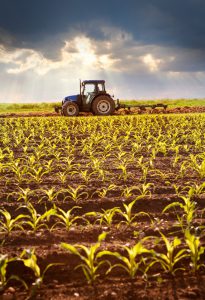 Tractor working on the field with young plants in sunlight